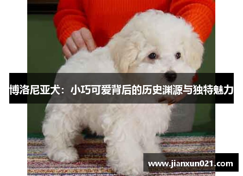 博洛尼亚犬：小巧可爱背后的历史渊源与独特魅力